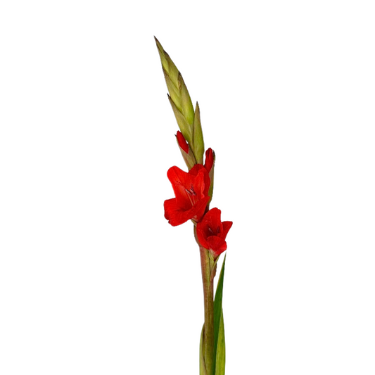 Gladiola Red (10 stems)