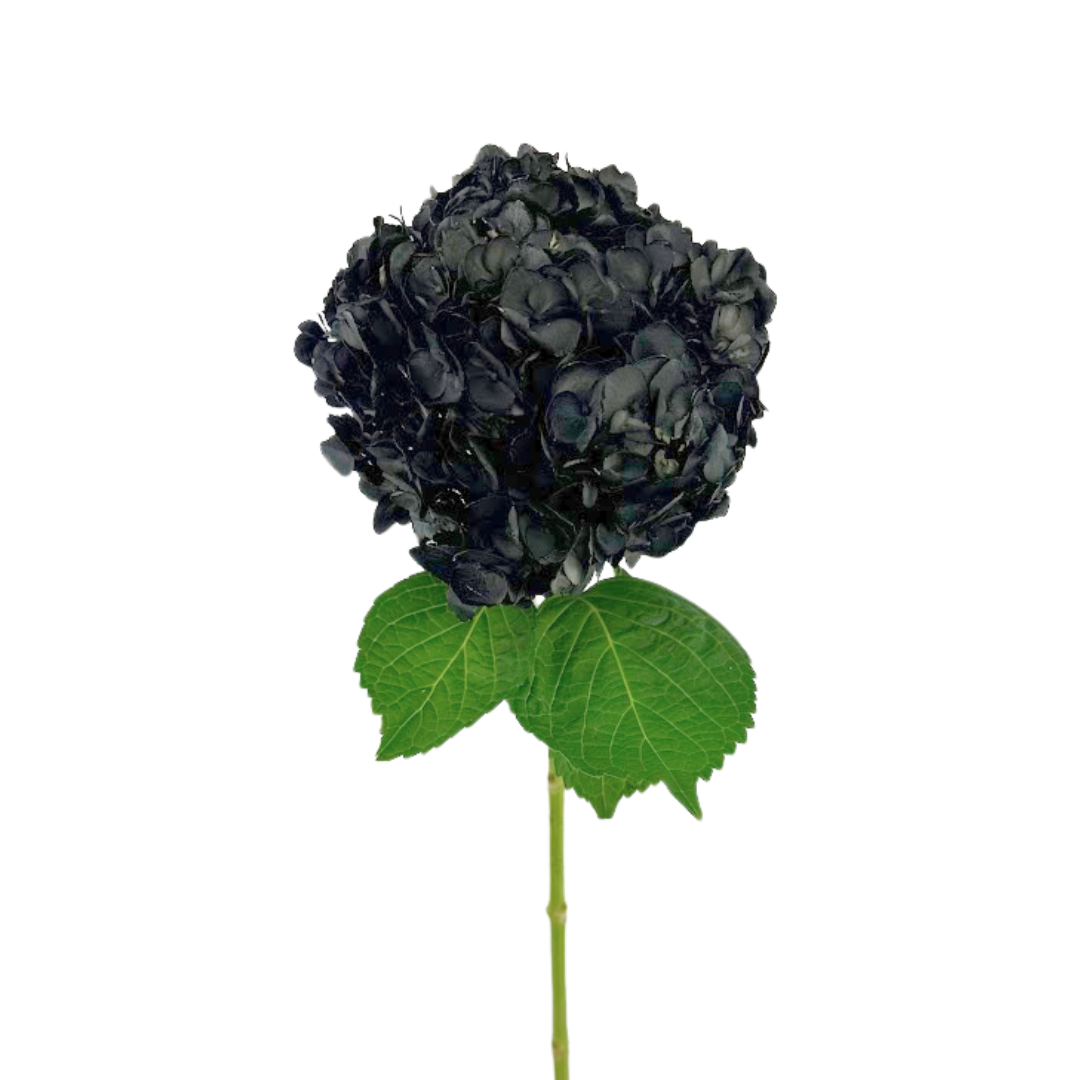 Hydrangea Tinted Black