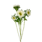 Matsumoto White (10 stem bunch)