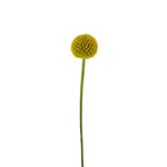 Craspedia (10 Stems)