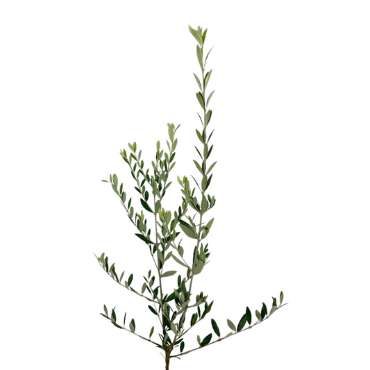 Olive Branches
