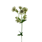 Astrantia White