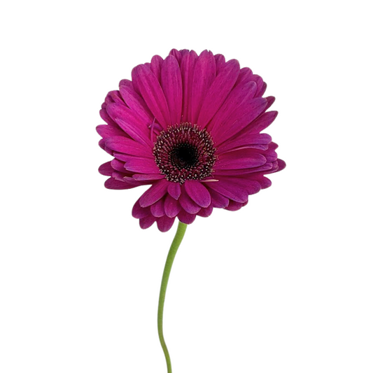 Gerbera Dark Center Hot Pink (10 stems)