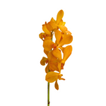 Orchid Mokara Light Orange