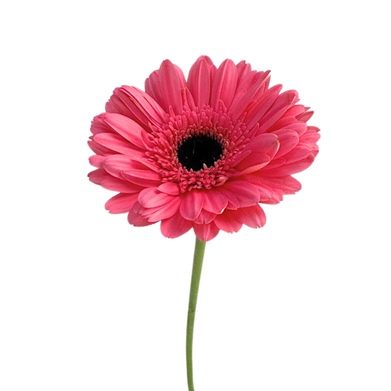 Gerbera Dark Center Medium Pink (10 stems)