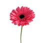 Gerbera Dark Center Medium Pink (10 stem bunch)