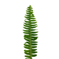 Sword Fern (10 stem bunch)