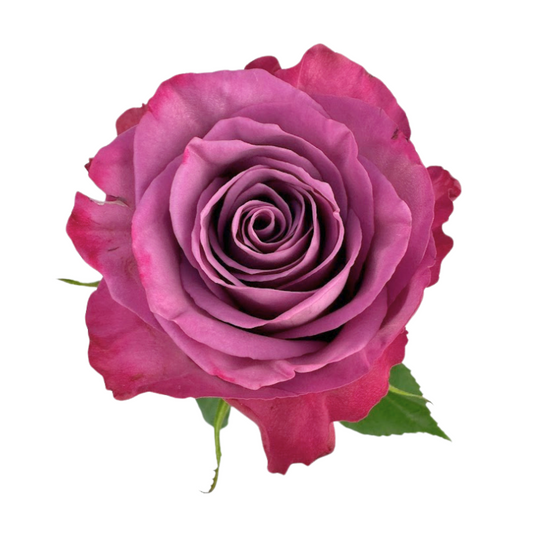 ROSE LAVENDER PIACERE (25 STEM BUNCH)