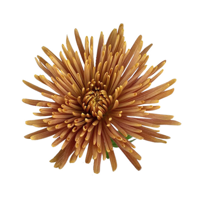 Chrysanthemum Spider Bronze Anastasia (10 stem bunch)