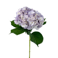 Hydrangea Tinted Light Lavender