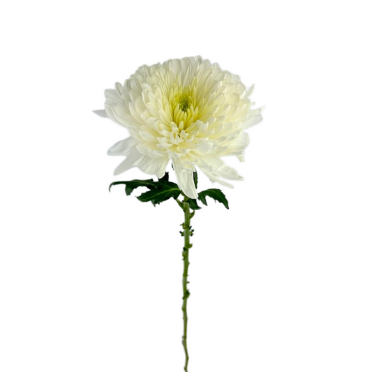 Chrysanthemum Cremone White (10 Stems)