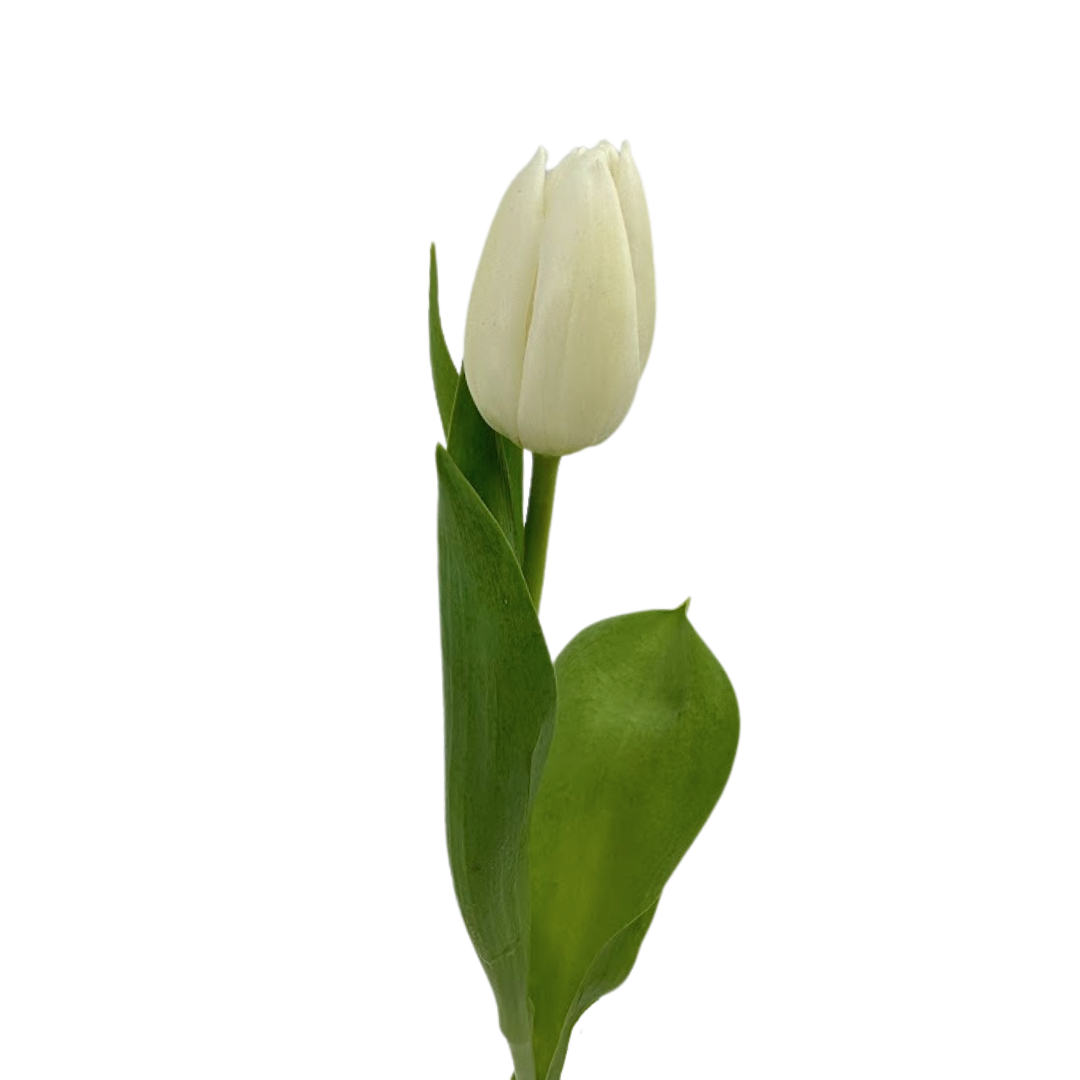 Tulips White (10 stems)