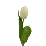 Tulips White (10 stems)