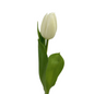 Tulip White (10 stem bunch)