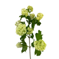 Viburnum Green Snowball