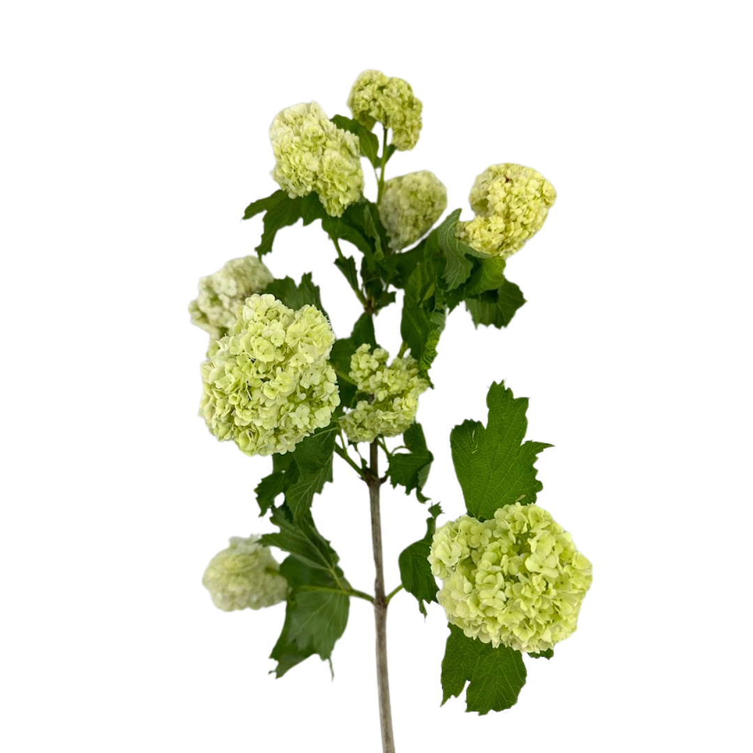 Viburnum Green Snowball