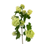 Viburnum Green Snowball (5 stem bunch)