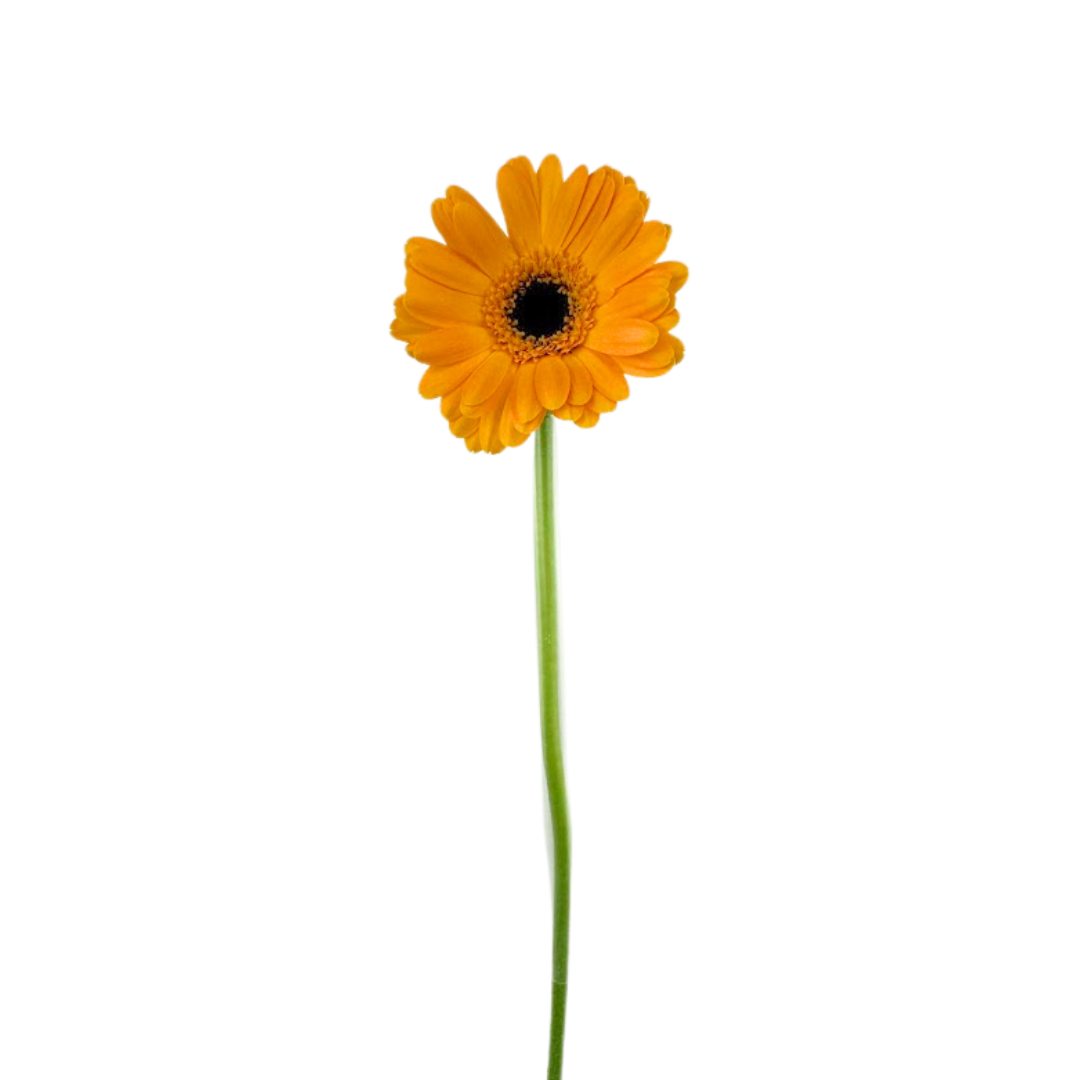 Mini Gerbera Yellow (10 stem bunch)