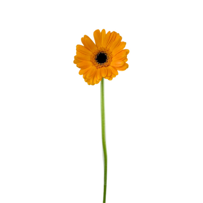 Mini Gerbera Yellow (10 stem bunch)