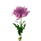 Chrysanthemum Disbud Lavender (10 stem bunch)
