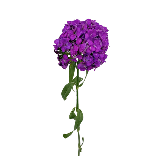 Dianthus Purple (10 Stems)