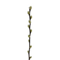 Pussy Willow Branches (10 stem bunch)