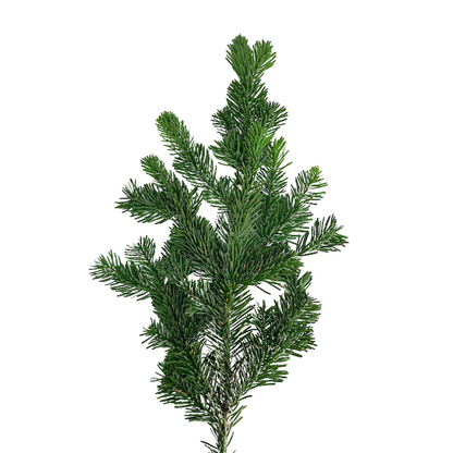 Silver Fir (Box)