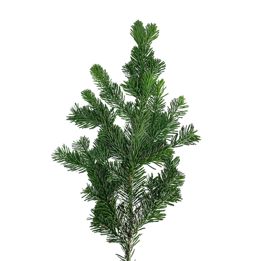 Silver Fir