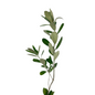 Pittosporum Ralphii (10 stem bunch)