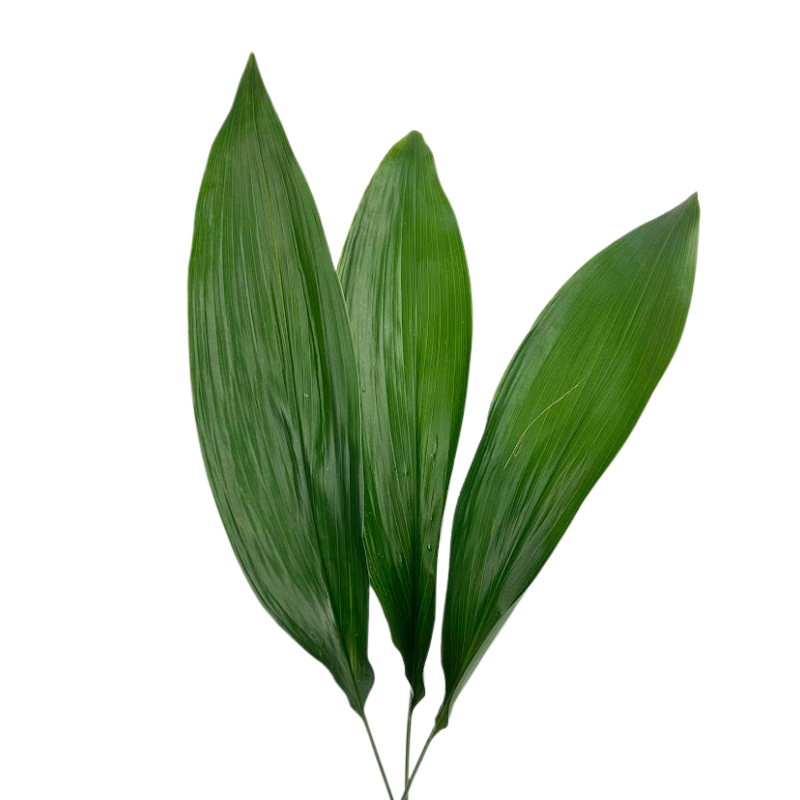 Aspidistra (10 stems)