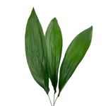 Aspidistra (10 stems)