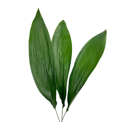 ASPIDISTRA (10 STEM BUNCH)