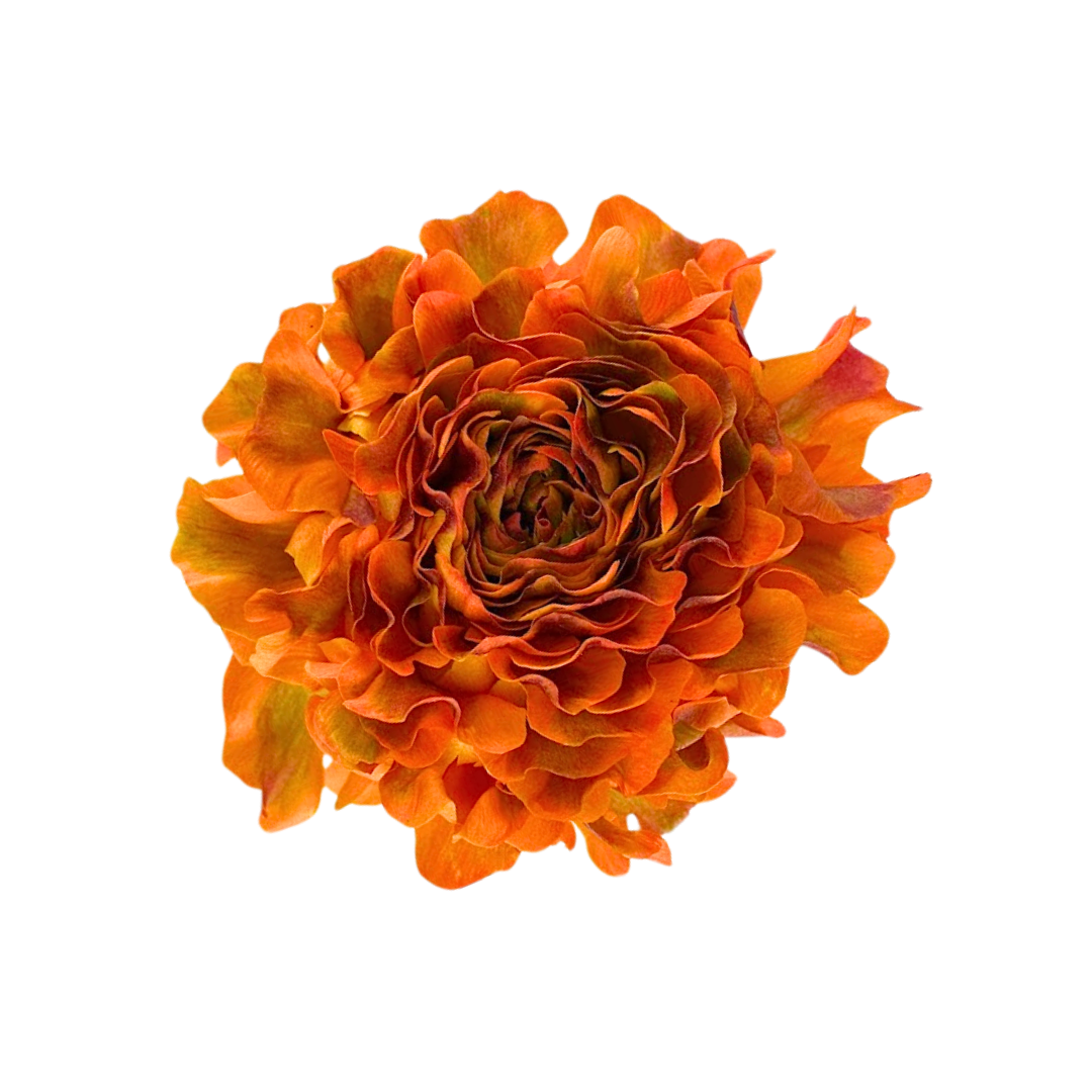 Ranunculus Pom Garfield