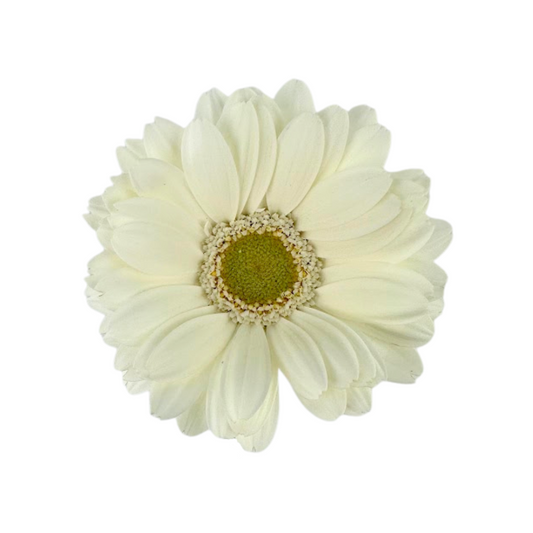 Mini Gerbera White (10 stem bunch)