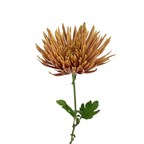 Chrysanthemum Spider Bronze Anastasia