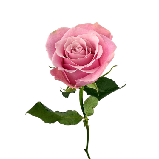 ROSE LIGHT PINK SHY (25 STEM BUNCH)