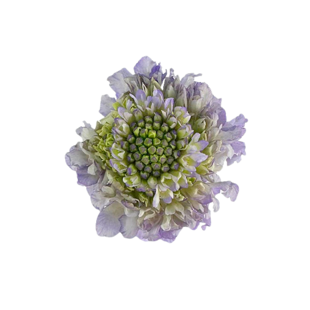 Scabiosa Lavender (10 stems)