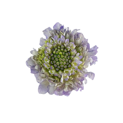 SCABIOSA LAVENDER (10 STEM BUNCH)