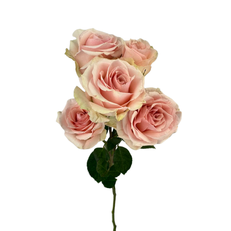 Spray Roses Pink (10 stems)
