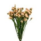 Statice Apricot (10 Stems)
