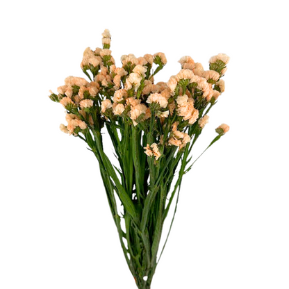 STATICE APRICOT (10 STEM BUNCH)