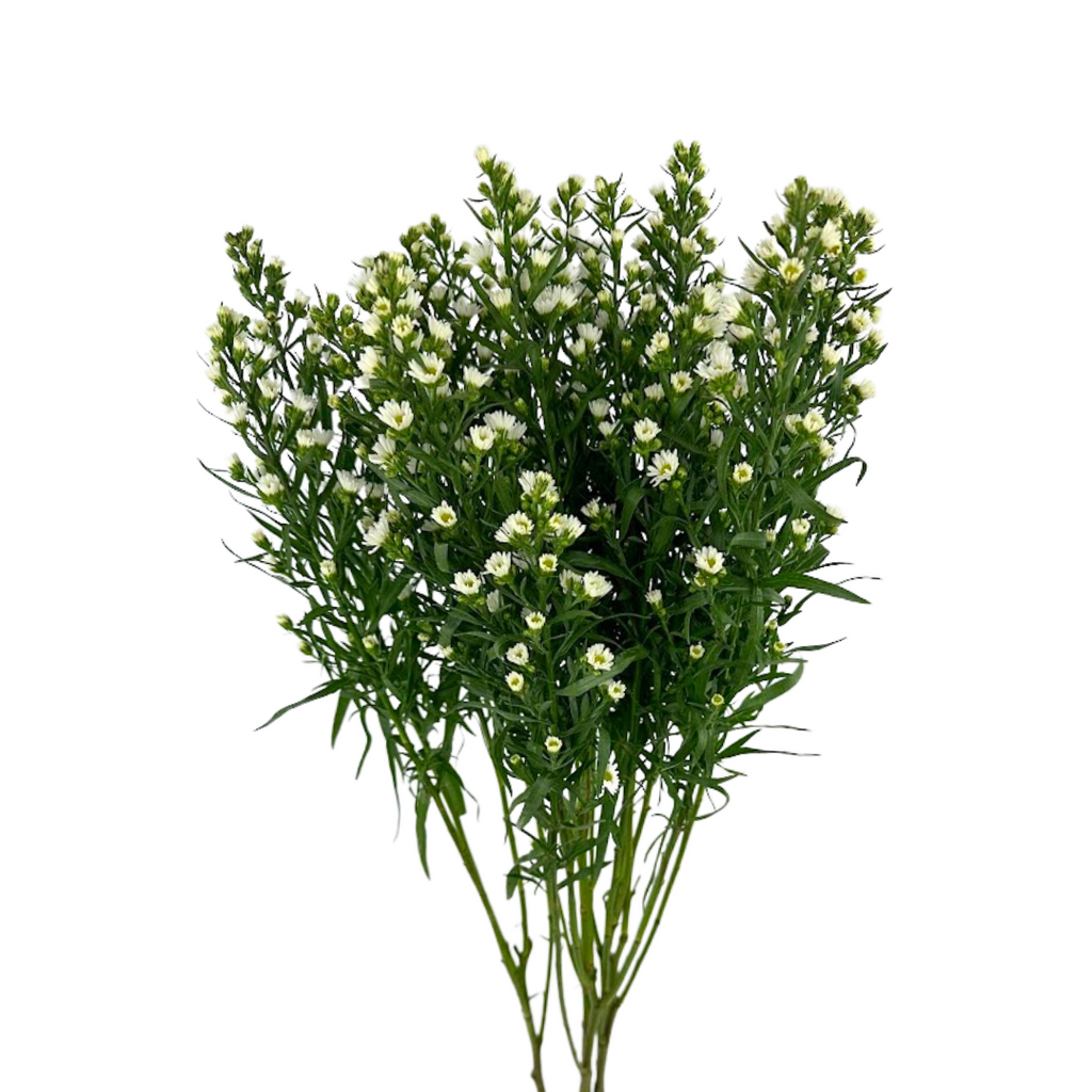 Aster Monte Casino White Mardi Gras (Bunch)