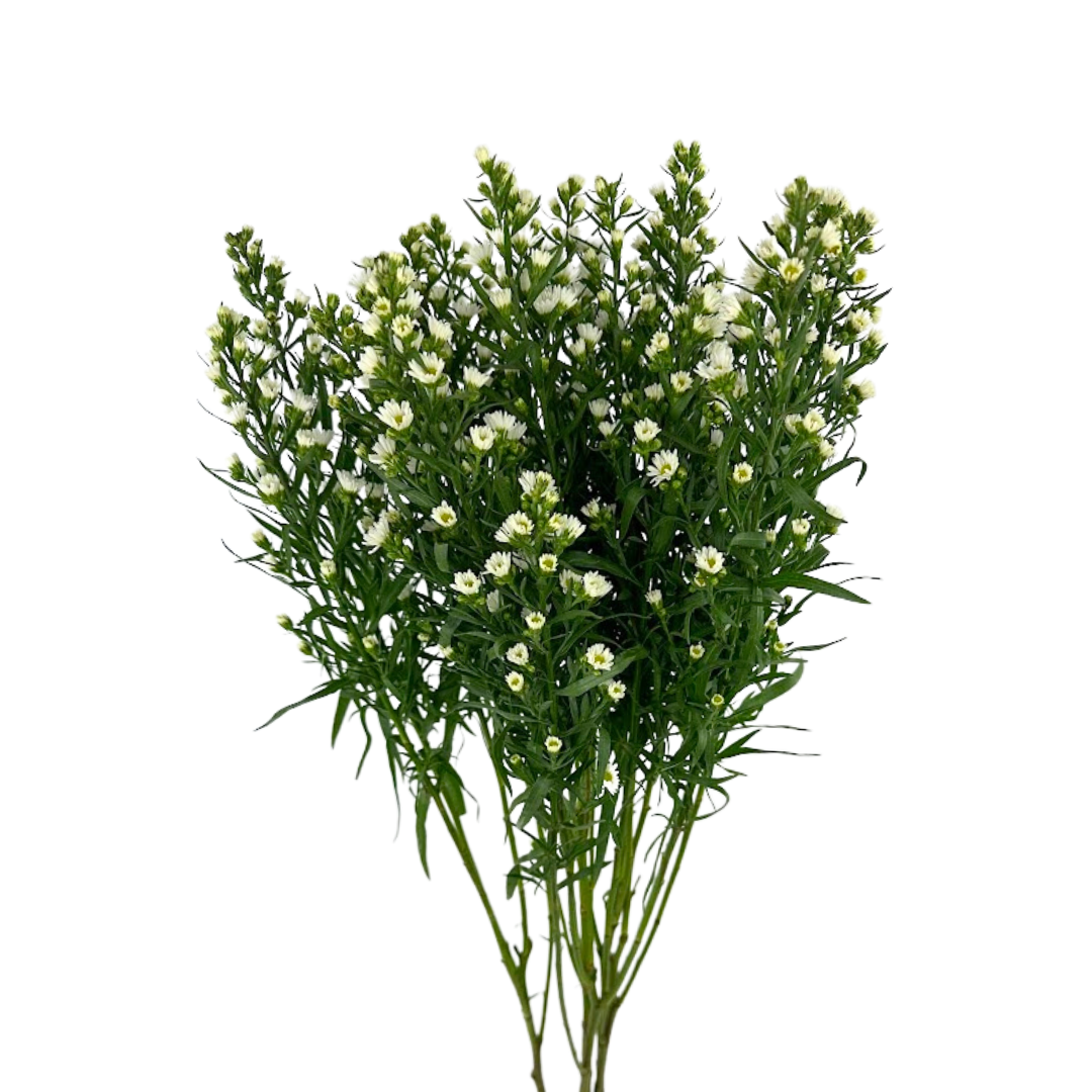 Aster Monte Casino White Mardi Gras (Bunch)