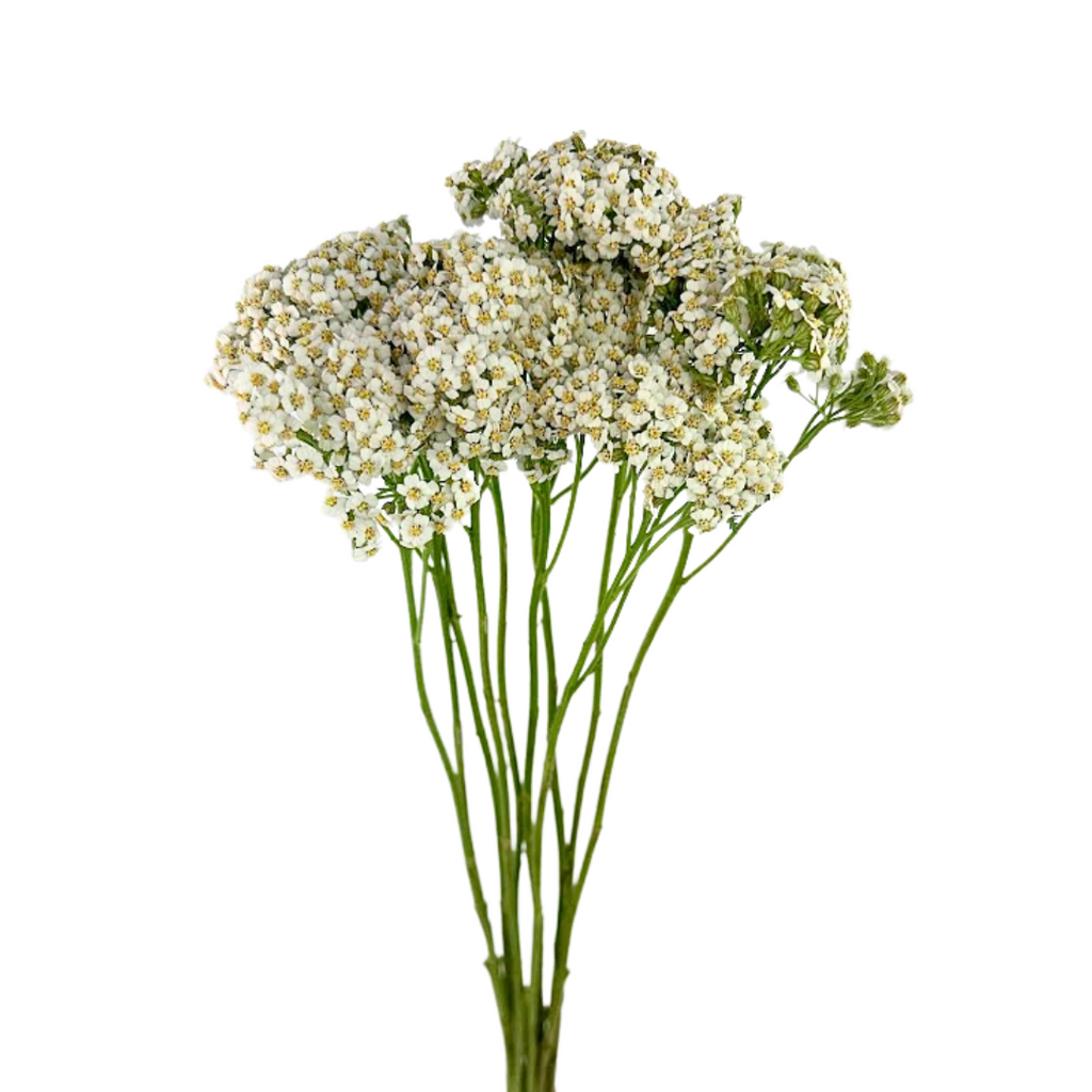 Yarrow White (10 Stems)