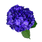 Hydrangea Tinted Purple