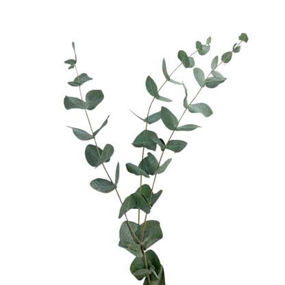 EUCALYPTUS CINERARIA (10 STEM BUNCH)
