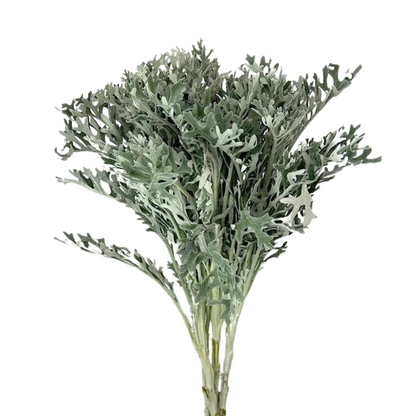 Dusty Miller Lacey Leaf (10 stem bunch)