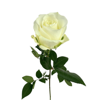 ROSE WHITE TIBET (25 STEM BUNCH)