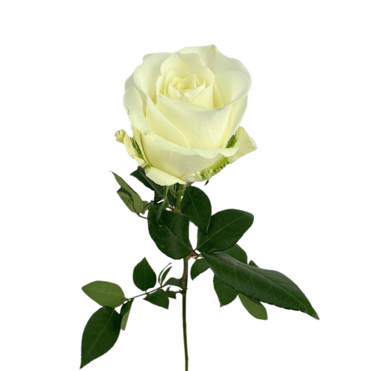 ROSE WHITE TIBET (25 STEM BUNCH)