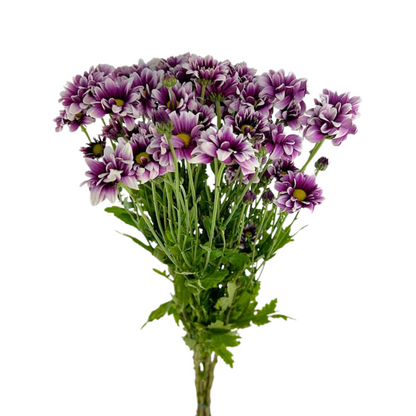 Pom Daisy Bicolor Purple (7 stem bunch)